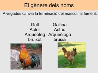 El gènere dels noms A vegades canvia la terminació del masculí al femení: Gall Actor Arqueòleg bruixot Gallina Actriu Arqueòloga bruixa 