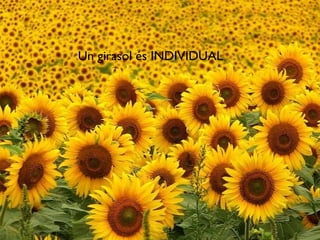 Un girasol és INDIVIDUAL 