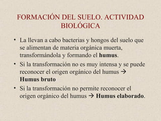 FORMACIÓN DEL SUELO. ACTIVIDAD BIOLÓGICA La llevan a cabo bacterias y hongos del suelo que se alimentan de materia orgánica muerta, transformándola y formando el  humus . Si la transformación no es muy intensa y se puede reconocer el origen orgánico del humus     Humus bruto Si la transformación no permite reconocer el origen orgánico del humus     Humus elaborado . 