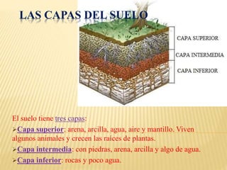LAS CAPAS DEL SUELO 
El suelo tiene tres capas: 
Capa superior: arena, arcilla, agua, aire y mantillo. Viven 
algunos animales y crecen las raíces de plantas. 
Capa intermedia: con piedras, arena, arcilla y algo de agua. 
Capa inferior: rocas y poco agua. 
 