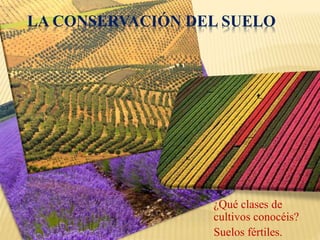 LA CONSERVACIÓN DEL SUELO 
¿Qué clases de 
cultivos conocéis? 
Suelos fértiles. 
 