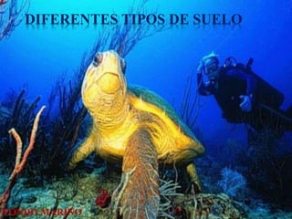 DIFERENTES TIPOS DE SUELO 
FONDO MARINO 
 