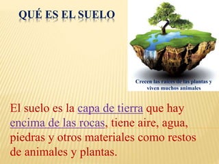 QUÉ ES EL SUELO 
Crecen las raíces de las plantas y 
viven muchos animales 
El suelo es la capa de tierra que hay 
encima de las rocas, tiene aire, agua, 
piedras y otros materiales como restos 
de animales y plantas. 
 