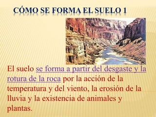 CÓMO SE FORMA EL SUELO 1 
El suelo se forma a partir del desgaste y la 
rotura de la roca por la acción de la 
temperatura y del viento, la erosión de la 
lluvia y la existencia de animales y 
plantas. 
 