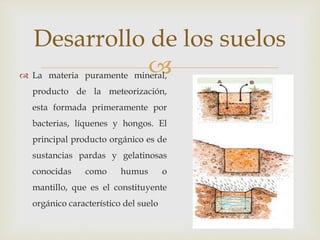  La materia puramente mineral,
producto de la meteorización,
esta formada primeramente por
bacterias, líquenes y hongos. El
principal producto orgánico es de
sustancias pardas y gelatinosas
conocidas como humus o
mantillo, que es el constituyente
orgánico característico del suelo
Desarrollo de los suelos
 