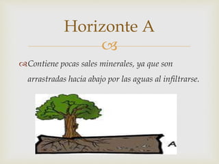 
Contiene pocas sales minerales, ya que son
arrastradas hacia abajo por las aguas al infiltrarse.
Horizonte A
 