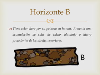 
 Tiene color claro por su pobreza en humus. Presenta una
acumulación de sales de calcio, aluminio o hierro
procedentes de los niveles superiores.
Horizonte B
 