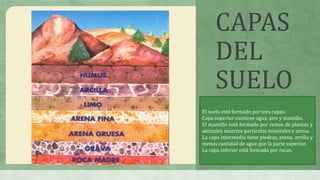 CAPAS
DEL
SUELO
El suelo está formado por tres capas:
Capa superior contiene agua, aire y mantillo.
El mantillo está formado por restos de plantas y
animales muertos partículas minerales y arena.
La capa intermedia tiene piedras, arena, arcilla y
menos cantidad de agua que la parte superior.
La capa inferior está formada por rocas.
 