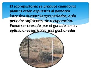 El sobrepastoreo se produce cuando las
plantas están expuestas al pastoreo
intensivo durante largos periodos, o sin
periodos suficientes de recuperación.
Puede ser causado por el ganado en las
aplicaciones agrícolas mal gestionadas.
 