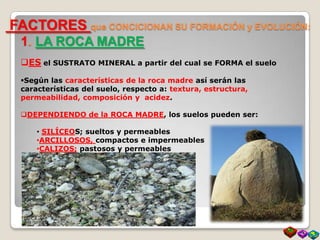 FACTORES que CONCICIONAN SU FORMACIÓN y EVOLUCIÓN:
1. LA ROCA MADRE
ES el SUSTRATO MINERAL a partir del cual se FORMA el suelo
Según las características de la roca madre así serán las
características del suelo, respecto a: textura, estructura,
permeabilidad, composición y acidez.
DEPENDIENDO de la ROCA MADRE, los suelos pueden ser:
• SILÍCEOS; sueltos y permeables
•ARCILLOSOS, compactos e impermeables
•CALIZOS; pastosos y permeables
 