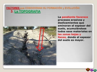 FACTORES que CONCICIONAN SU FORMACIÓN y EVOLUCIÓN:
3. La TOPOGRAFIA
La pendiente favorece
procesos erosivos y
deslizamientos que
aminoran el espesor del
suelo, acumulándose
todos esos materiales en
las zonas bajas y
llanas, donde el espesor
del suelo es mayor.
 