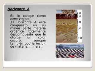 Horizonte A
Se lo conoce como
capa vegetal.
El Horizonte A está
compuesto en su
mayor parte materia
orgánica totalmente
descompuesta que le
otorga un color
oscuro, aunque
también podría incluir
de material mineral.
 