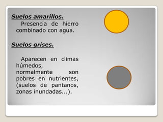 Suelos amarillos.
Presencia de hierro
combinado con agua.
Suelos grises.
Aparecen en climas
húmedos,
normalmente son
pobres en nutrientes,
(suelos de pantanos,
zonas inundadas...).
 