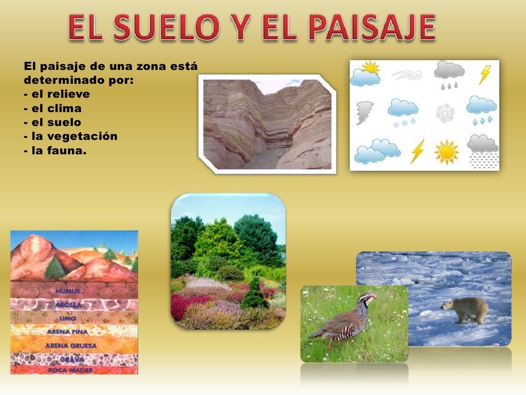 El suelo, la vegetación y la fauna El suelo, la vegetación y la fauna