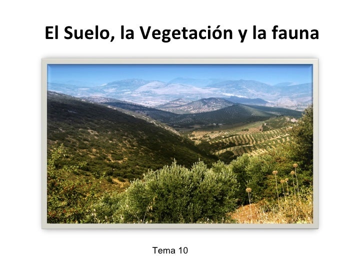 El Suelo La Vegetacion Y La Fauna El Suelo La Vegetacion Y La Fauna