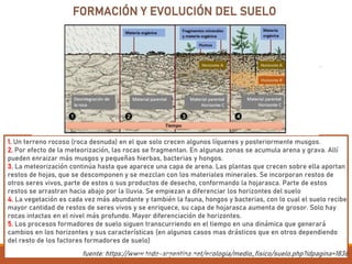 FORMACIÓN Y EVOLUCIÓN DEL SUELO
1. Un terreno rocoso (roca desnuda) en el que solo crecen algunos líquenes y posteriormente musgos.
2. Por efecto de la meteorización, las rocas se fragmentan. En algunas zonas se acumula arena y grava. Allí
pueden enraizar más musgos y pequeñas hierbas, bacterias y hongos.
3. La meteorización continúa hasta que aparece una capa de arena. Las plantas que crecen sobre ella aportan
restos de hojas, que se descomponen y se mezclan con los materiales minerales. Se incorporan restos de
otros seres vivos, parte de estos o sus productos de desecho, conformando la hojarasca. Parte de estos
restos se arrastran hacia abajo por la lluvia. Se empiezan a diferenciar los horizontes del suelo
4. La vegetación es cada vez más abundante y también la fauna, hongos y bacterias, con lo cual el suelo recibe
mayor cantidad de restos de seres vivos y se enriquece, su capa de hojarasca aumenta de grosor. Solo hay
rocas intactas en el nivel más profundo. Mayor diferenciación de horizontes.
5. Los procesos formadores de suelo siguen transcurriendo en el tiempo en una dinámica que generará
cambios en los horizontes y sus características (en algunos casos mas drásticos que en otros dependiendo
del resto de los factores formadores de suelo)
fuente: https://www.todo-argentina.net/ecologia/medio_fisico/suelo.php?idpagina=1836
PROF. GIOCONDA BRICEÑO . 2021
 