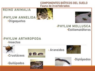 COMPONENTES BIÓTICOS DEL SUELO
Fauna de invertebrados
REINO ANIMALIA
•PHYLUM ANNELIDA
•Oligoquetos
•PHYLUM MOLLUSCA
•Estilomatóforos
•PHYLUM ARTHROPODA
•Insectos
• Araneidos
•Crustáceos
•Diplópodos
•Quilópodos
 