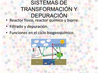 SISTEMAS DE
TRANSFORMACIÓN Y
DEPURACIÓN
• Reactor físico, reactor químico y biorre.
• Filtrado y depuración.
• Funciones en el ciclo biogeoquímico.