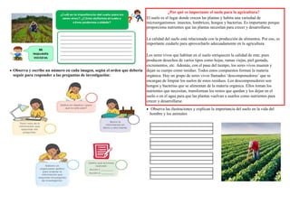  Observa y escribe un número en cada imagen, según el orden que debería
seguir para responder a las preguntas de investigación:
¿Por qué es importante el suelo para la agricultura?
El suelo es el lugar donde crecen las plantas y habita una variedad de
microorganismos: insectos, lombrices, hongos y bacterias. Es importante porque
proporciona nutrientes que las plantas necesitan para crecer y desarrollarse.
La calidad del suelo está relacionada con la producción de alimentos. Por eso, es
importante cuidarlo para aprovecharlo adecuadamente en la agricultura.
Los seres vivos que habitan en el suelo enriquecen la calidad de este, pues
producen desechos de varios tipos como hojas, ramas viejas, piel gastada,
excrementos, etc. Además, con el paso del tiempo, los seres vivos mueren y
dejan su cuerpo como residuo. Todos estos compuestos forman la materia
orgánica. Hay un grupo de seres vivos llamados ‘descomponedores’ que se
encargan de limpiar los suelos de estos residuos. Los descomponedores son
hongos y bacterias que se alimentan de la materia orgánica. Ellos toman los
nutrientes que necesitan, transforman los restos que quedan y los dejan en el
suelo o en el agua para que las plantas vuelvan a usarlos como nutrientes para
crecer y desarrollarse.
 Observa las ilustraciones y explican la importancia del suelo en la vida del
hombre y los animales
 