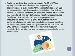    Sueño de movimientos oculares rápidos (MOR o REM en
    inglés), conocido también como "sueño paradójico",
    desincronizado o D. El sueño MOR se caracteriza por un EEG
    de baja amplitud y de frecuencia mixta similar al de la fase 1
    del NMOR. En este contexto, se producen brotes de actividad
    más lenta (3 a 5 Hz) con deflexiones negativas superficiales
    ("ondas en diente de sierra") que se superponen con
    frecuencia a este patrón. El EOG da muestras de MOR
    similares a las que se observan cuando la persona en cuestión
    permanece despierta y con los ojos abiertos. La actividad del
    EMG permanece ausente reflejando la atonía muscular
    completa de la parálisis motora descendente característica de
    este estado.
 