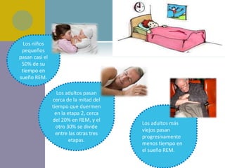 Los niños
 pequeños
pasan casi el
 50% de su
 tiempo en
sueño REM.

                  Los adultos pasan
                cerca de la mitad del
                tiempo que duermen
                 en la etapa 2, cerca
                del 20% en REM, y el
                                         Los adultos más
                  otro 30% se divide
                                         viejos pasan
                  entre las otras tres
                                         progresivamente
                        etapas.
                                         menos tiempo en
                                         el sueño REM.
 