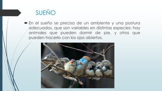 SUEÑO
 En el sueño se precisa de un ambiente y una postura
adecuados, que son variables en distintas especies: hay
animales que pueden dormir de pie, y otros que
pueden hacerlo con los ojos abiertos.
 