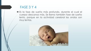 FASE 3 Y 4
 Es la fase de sueño más profundo, durante el cual el
cuerpo descansa más. Se llama también fase de sueño
lento, porque en la actividad cerebral las ondas son
muy lentas.
 
