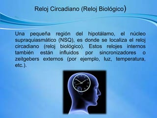 Reloj Circadiano (Reloj Biológico)
Una pequeña región del hipotálamo, el núcleo
supraquiasmático (NSQ), es donde se localiza el reloj
circadiano (reloj biológico). Estos relojes internos
también están influidos por sincronizadores o
zeitgebers externos (por ejemplo, luz, temperatura,
etc.).
 