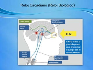 Reloj Circadiano (Reloj Biológico)
 