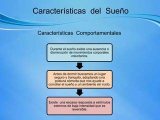 Características del Sueño
Características Comportamentales
Durante el sueño existe una ausencia o
disminución de movimientos corporales
voluntarios.
Antes de dormir buscamos un lugar
seguro y tranquilo, adoptando una
postura cómoda que nos ayude a
conciliar el sueño y un ambiente sin ruido.
Existe una escasa respuesta a estímulos
externos de baja intensidad que es
reversible.
 