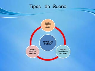 Tipos de Sueño
TIPOS DE
SUEÑO
SUEÑO
ACTIVO
(REM)
SUEÑO
TRANQUILO
(NO REM)
SUEÑO
INDETER-
MINADO
 