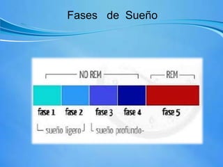 Fases de Sueño
 