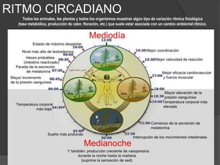 RITMO CIRCADIANO
Los ritmos biológicos se han clasificado de acuerdo con su frecuencia y su periodo. Los ciclos circadianos han sido los
más estudiados y su valor de periodo les permite sincronizar a los ritmos ambientales que posean un valor de periodo
entre 20 y 28 horas, como son los ciclos de luz y de temperatura.
 