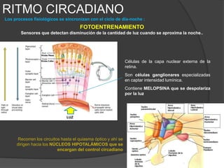 RITMO CIRCADIANO
Los procesos fisiológicos se sincronizan con el ciclo de día-noche :
Del hipotálamo se activan vías
hasta la zona preganglionar
cervical y de ahí al núcleo
postganglional que se dirige a
la glándula pineal que secreta
MELATONINA:
(Neurohormona del sueño)
 