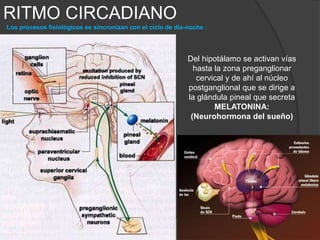 Jet lag, síndrome de los husos
horarios o disritmia circadiana
Viajar a miles de kilómetros en solo unas horas gracias al avión es
una de las maravillas del mundo moderno, sin embargo, tanta
velocidad suele provocar que nuestro aterrizaje sea un tanto forzoso.
Por norma general, cuando nos desplazamos de un continente a otro
en poco tiempo, nuestro organismo se resiente y sentimos
cansancio, sueño, dolor de cabeza u otras muchas molestias. Quizás
no lo hayas notado durante el vuelo, pero si experimentas esa
sensación en el lugar de destino es porque contigo viajaba uno de
los peores compañeros de travesía: el jet lag.
Este desequilibrio, se manifiesta cuando atravesamos varios meridianos. Sucede porque
nuestro ritmo biológico (ritmo circadiano) tarda en adaptarse al nuevo horario que nos
impone el país de destino. Ese reloj interno que todos tenemos abarca ciclos de 24 horas y
11 minutos, por eso cuando atravesamos varias franjas de la Tierra le estamos añadiendo
o restando horas, según la dirección en la que nos desplazamos. La consecuencia más
habitual es que sentimos sueño durante el día o no podemos dormir por la noche.
El nivel de intensidad con el que nos afecta este trastorno depende de varios
factores. El principal es la cantidad de husos horarios que superemos hasta llegar
a otro país. Cuantos más crucemos, mayores serán los síntomas que
padezcamos. Expertos indican que hace falta como mínimo una diferencia de 2
horas para sentir las consecuencias, mientras otros dicen que son 4 horas.
Es importante la dirección en la que vayamos. Al viajar hacia el oeste el impacto del jet jag será menor
que si el trayecto se realiza hacia el este, porque la desincronización de nuestro reloj interno se moverá
hacia adelante o atrás. Esto ocurre porque cuando nos dirigimos hacia el oeste estamos aumentando la
jornada para nuestro biorritmo y el cuerpo nota menos la diferencia entre el día y la noche.
 