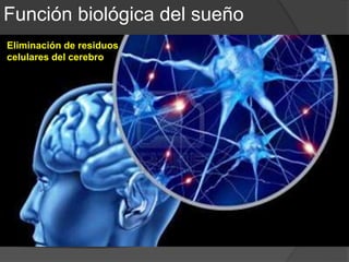 Eliminación de residuos celulares del cerebro
En 2012 el equipo de Nedergaard descubrió un
sistema hasta ahora desconocido para la
eliminación de desechos que sólo existe en el
cerebro, y al que han denominado sistema
glinfatico. Este sistema garantiza una limpieza
profunda durante la noche, para asegurar un
correcto funcionamiento al día siguiente.
El cerebro cuenta con su propio sistema de “recogida de basuras”
debido a que está aislado del resto del cuerpo por una muralla, la
barrera hematoencefálica, que tiene un sistema complejo de puertas
blindadas para controlar las entradas y salidas. Por eso no admite el
acceso al sistema de eliminación de desechos del resto del cuerpo.
El sistema glinfático del cerebro consiste en una red ”tuberías” superpuestas a las arterias y venas,
por las que circula el líquido cefalorraquídeo. Este fluido puede salir gracias a unas compuertas
denominadas acuaporinas (AQP4), para llevar a cabo la limpieza del cerebro
Además también han constatado que este sistema de limpieza se deteriora con la edad. “El fracaso
del sistema glinfático puede ser una de las razones por las que el envejecimiento del cerebro es tan
vulnerable a enfermedades como el Alzheimer”, explica Jeffrey Iliff, miembro del equipo de
Nedergaard. Y apunta que esos cambios propios de la edad pueden ocurrir cuando el cerebro
sufre golpes: “Es sorprendente que los mismos cambios que vemos en el envejecimiento del cerebro se
reflejan en el cerebro joven después de una lesión cerebral traumática. Lo que sugiere que estos eventos
pueden ser el nexo común a la neurodegeneración asociada a la edad y al trauma cerebral“.
 