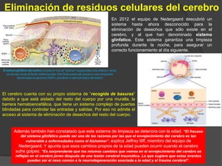Eliminación de residuos celulares del cerebro
Científicos descubrieron que el sistema glinfático, clave para la limpieza cerebral, es
diez veces más activo durante las fases de sueño que durante la vigilia.
El proceso, sin embargo, no es muy rápido. Los científicos
parten de la base de que un “lavado de cerebro” completo
toma aproximadamente 8 horas diarias y dicho proceso tiene
lugar precisamente mientras dormimos.
En el sueño, aumentan los espacios entre las células nerviosas, de modo que el líquido
intersticial puede fluir mejor y llevarse los desechos. La falta de sueño lleva, en cambio, a
que este proceso no pueda llevarse a cabo debidamente.
Los científicos advierten que se puede dañar el cerebro a largo plazo, con consecuencias
como las enfermedades de Alzheimer o Parkinson.
Las células cerebrales se hacen pequeñas hasta un 60% para poder crear
espacio con el fin que nuestros “jardineros gliales” entren en acción para
limpiar los deshechos y podar las sinapsis.
 