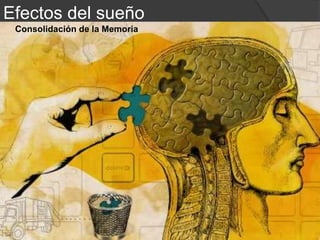 ¿Por qué recordamos cosas que han sucedido hace muchos años y otras que
tienen lugar hace 10 minutos las olvidamos casi al mismo momento que
suceden?. ¿Por qué los recuerdos que nos despiertan sentimientos como
alegría, ira o compasión son recordados de un modo más intenso?. ¿Y por qué
tras un periodo de sueño somos capaces de ver las cosas con más claridad y
recordamos lo aprendido con más facilidad?.
Es innegable que las emociones y el sueño influyen en nuestra memoria.
Consolidación de la Memoria
Poco sabemos sobre los mecanismos últimos que permiten que aquellos conceptos o experiencias nuevas
que vivimos se fijen en nuestra memoria. Para ser sinceros, los autores no terminan de ponerse de acuerdo
y son muchas las teorías propuestas sobre las estructuras implicadas. Sin embargo, sobre lo que sí parece
existir consenso es en que el sueño facilita la consolidación de los conceptos adquiridos.
Al parecer, un periodo de sueño después del aprendizaje, facilita la plasticidad neuronal necesaria para
consolidar y afianzar los nuevos conceptos, que hasta ese momento se encuentran en nuestra memoria de
un modo inestable. El almacenamiento de los recuerdos a largo plazo se conseguiría, mediante el
procesamiento de la información en los circuitos neuronales existentes entre el hipocampo y el neocortex.
Pero además, dependiendo del tipo de memoria se implican diferentes áreas cerebrales y en
consecuencia, se ve influida por una u otra fase de sueño, como explicó G. Rauchs y colaboradores en una
interesante revisión publicada en Journal Sleep Research.
En la víspera de un examen es común escuchar que es mejor irse a dormir que
pasar la noche en vela estudiando, ya que el sueño sirve para consolidar lo
aprendido. El refuerzo de la memoria durante la noche ya había sido probado
científicamente, pero ha sido una nueva investigación de la Universidad de Brown
(EE UU) la que ha revelado que esta actividad cerebral se produce durante la
fase del sueño de onda lenta y no durante la fase REM.
 