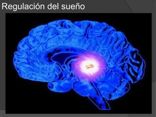  Serotonina
 Noradrenalina
 Dopamina
 Acetilcolina
 Adenosina
 Histamina
 Melatonina
No existe un único centro de control del
sueño, sino un número reducido de
sistemas o centros interconectados
ubicados principalmente en el tronco
encefálico que se activan e inhiben
mutuamente.
Regulación del
sueño
 
