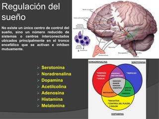 Serotonina
 La administración o ingesta del L-triptófano (hipnótico natural) induce al sueño.
 La deficiencia de L-triptófano se asocia a una reducción del sueño MOR. No se
utiliza a nivel clínico, porque se le relacionó con el síndrome de mialgia eosinofílica.
 Evitar la síntesis de serotonina o la destrucción del núcleo del rafe dorsal del tronco
encefálico reduce el tiempo de sueño.
 Síntesis y liberación de
serotonina dependen de la
disponibilidad de
aminoácidos precursores
del L-triptófano que reduce
la latencia de sueño y los
despertares nocturnos.
Regulación del sueño
 