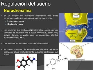  Centro implicado en la coordinación motora y tono
muscular postural.
 Las anfetaminas son estimulantes que aumentan
la vigilia y disminuyen el NMOR.
 Los niveles de dopamina son altos durante la
vigilia y el recambio disminuye en la transición del
estado de despierto a dormido.
 Las sustancias que incrementan la dopamina
cerebral producen activación y vigilia.
 Los bloqueadores de la dopamina como la
pimocida y las fenotiacidas, tienden a incrementar
el tiempo de sueño.
Dopamina
Regulación del sueño
 