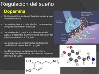  Implicada en la producción del REM.
 Un grupo de neuronas colinérgicas en la formación reticular de la
protuberancia se encargan del inicio y mantenimiento del NREM.
 Las alteraciones en la actividad colinérgica central se asocian a cambios de
sueño observados en el Trastorno Depresivo Mayor, que muestran
anormalidades importantes en los patrones del REM, entre ellas:
o Acortamiento de latencia REM (60 min o menos).
o Aumento del % de sueño REM.
o Desplazamiento de la distribución de este estado desde la segunda hasta
la primera mitad de la noche.
Acetilcolina
Regulación del sueño
 Administración de un agonista muscarínico (arecolina) da
lugar al rápido inicio del sueño REM.
 Las sustancias que reducen el sueño REM, como los
antidepresivos, producen efectos beneficiosos sobre la
depresión.
 Los pacientes con Demencia tipo Alzheimer presentan
alteraciones en el sueño caracterizadas por una reducción
del REM y de ondas lentas.
 