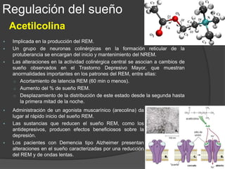  Nucleósido de purina que tiene efectos sedantes e
inhibitorios sobre la actividad neuronal.
 La cafeína disminuye el sueño por el bloqueo del receptor de
adenosina.
 Aumenta el sueño REM y NREM.
 Aún no se identifica el papel de la adenosina en la vigilia,
pues los receptores de adenosina A1 tras la privación de
NREM estaban elevados, sin embargo los niveles de
adenosina a las 48 horas de abstinencia no estaban altos.
Adenosina
Regulación del sueño
 
