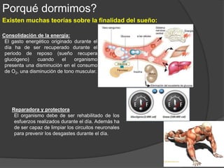 Qué nos pasa cuando no dormimos?
 