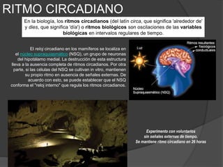 RITMO CIRCADIANO
Todos los animales, las plantas y todos los organismos muestran algún tipo de variación rítmica fisiológica
(tasa metabólica, producción de calor, floración, etc.) que suele estar asociada con un cambio ambiental rítmico.
 