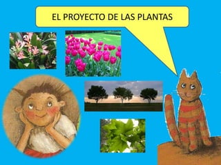 EL PROYECTO DE LAS PLANTAS