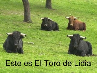 Este es El Toro de Lidia 