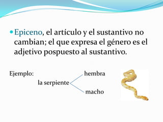 Pelirrojo (sustantivo pelo y sustantivo rojo)R. Romero C.