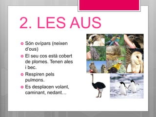 2. LES AUS
 Són ovípars (neixen
d’ous)
 El seu cos està cobert
de plomes. Tenen ales
i bec.
 Respiren pels
pulmons.
 Es desplacen volant,
caminant, nedant…
 