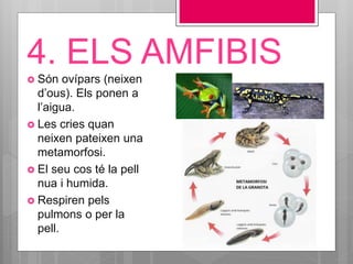 4. ELS AMFIBIS
 Són ovípars (neixen
d’ous). Els ponen a
l’aigua.
 Les cries quan
neixen pateixen una
metamorfosi.
 El seu cos té la pell
nua i humida.
 Respiren pels
pulmons o per la
pell.
 